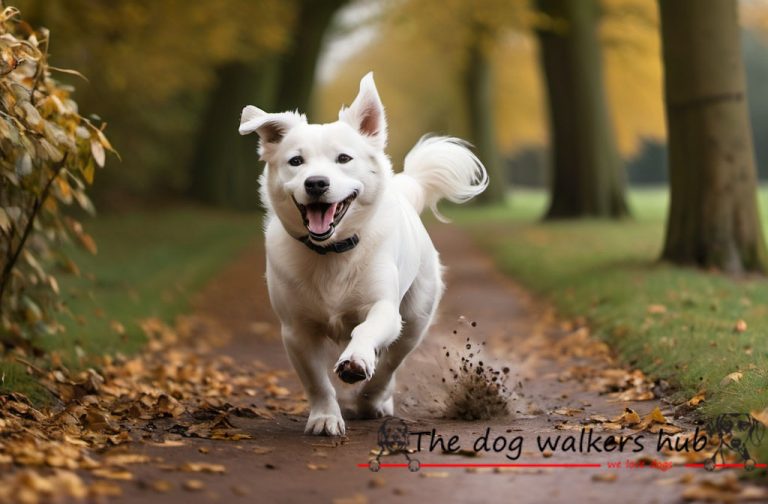 dog walking for website 4 768x504